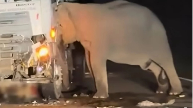 Anaknya ditabrak truk, ibu gajah bersedih