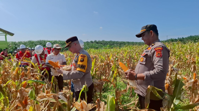 Polda Jambi panen jagung di 6 Polres