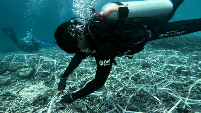 BRI Menanam - Grow and Green di Pulau Kapoposang 