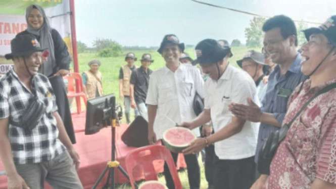 Panen semangka.