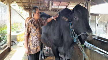 Pemilik peternakan menunjukkan sapi jenis Angus yang dipesan Presiden Prabowo.