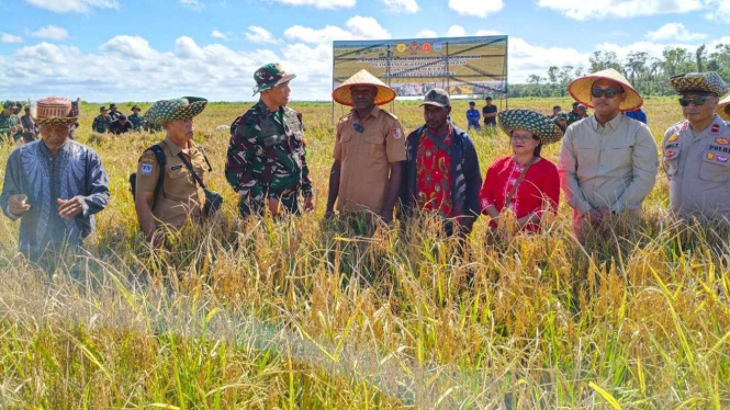 Panen padi di Kampung Wanam, Papua Selatan