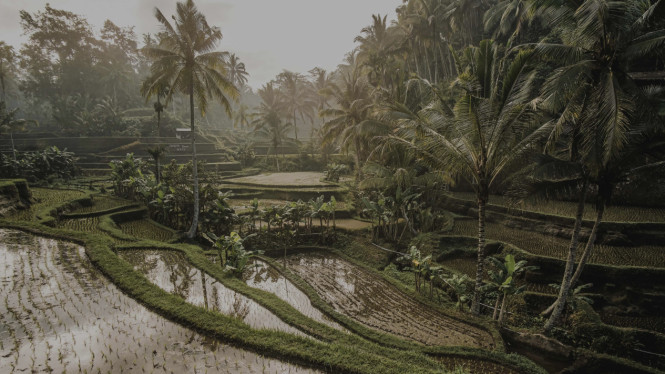Alam di Ubud Bali