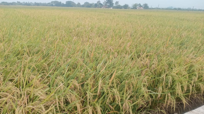 Serapan gabah kering BULOG Karawang lebih dari 95 ribu ton