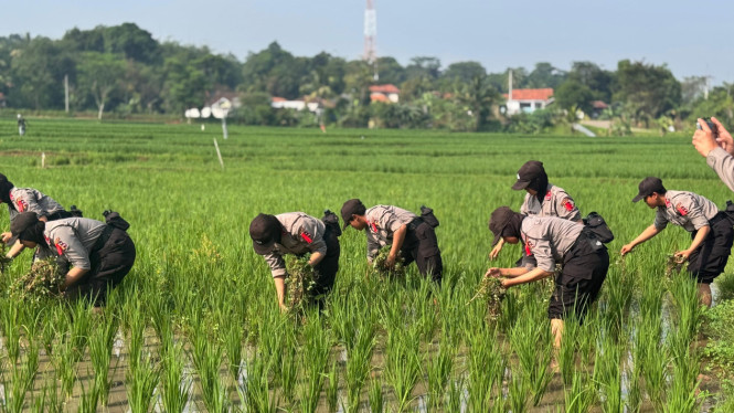 Pelatihan siswa Diktuk Bintara Polwan dan Bakomsus Ketahanan Pangan dan Kesehatan Masyarakat (dok. Istimewa)
