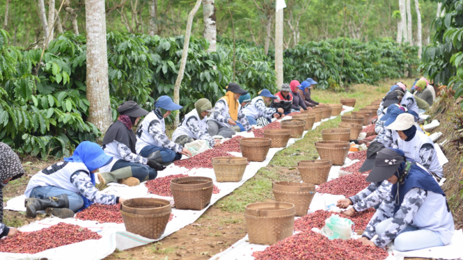 PTPN kembangkan komoditas kopi Ijen.