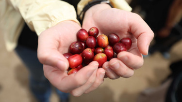 Biji kopi.