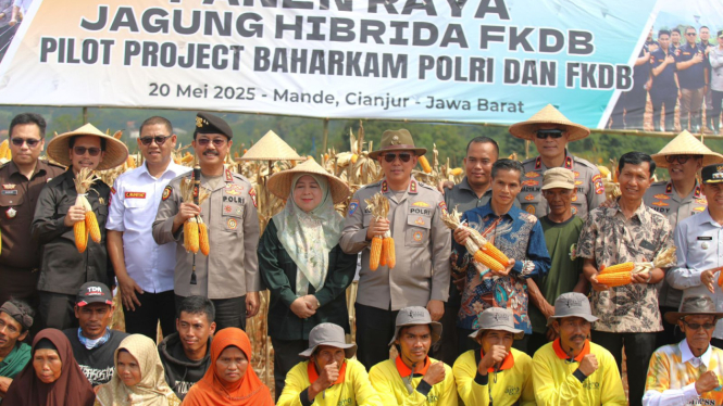 Panen raya jagung hibrida di Cianjur
