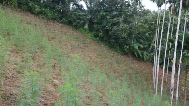 VIVA Militer: Ladang Ganja yang Ditemukan Prajurit TNI