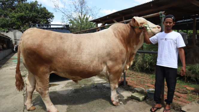 Parjo, sapi terbesar di Kota Tangerang milik Presiden Prabowo Subianto