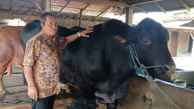 Sapi dari Presiden Prabowo Akan Disembelih ke Wilayah Terpencil di Sragen 