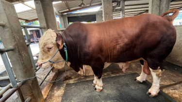 Mas Bro, sapi kurban yang dibeli Presiden Prabowo di Mojokerto. (Foto: M Lutfi Vermansyah/VIVA Jatim)