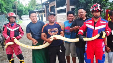 Heboh! Ular Piton Albino 4 Meter Sembunyi di Mesin Mobil Warga Makassar.