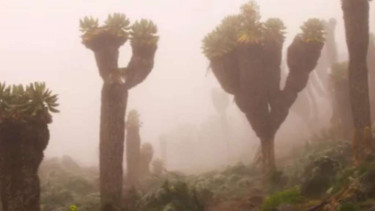 Groundsel Raksasa Kilimanjaro