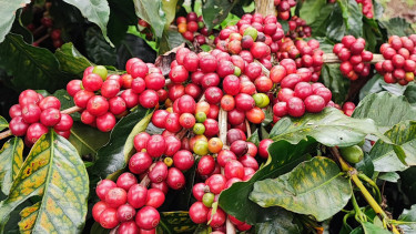Biji kopi.