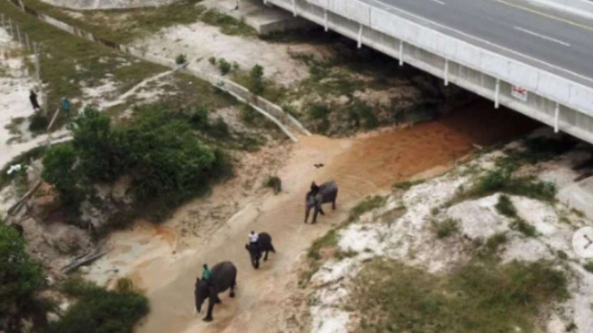 Terowongan gajah di tol Permai.