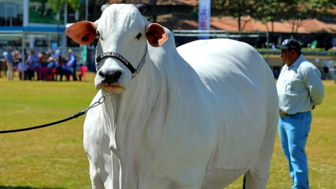 Sapi Viatina-19 asal Brasil