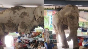 Gajah di Thailand masuk toko kelontong