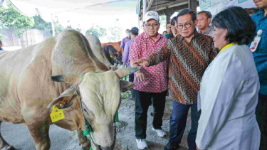 Gubernur Jakarta Pramono Anung meninjau hewan kurban.