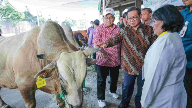 Gubernur Jakarta Pramono Anung meninjau hewan kurban.
