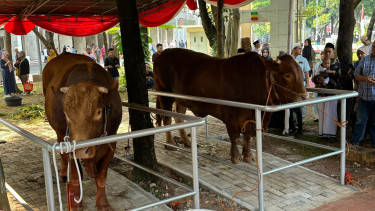 Sapi kurban di Masjid Istiqlal, Jakarta.