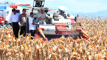 Swasembada Jagung (doc: istimewa)