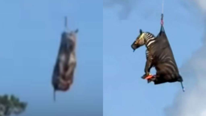 Zebra diangkut dengan helikopter.