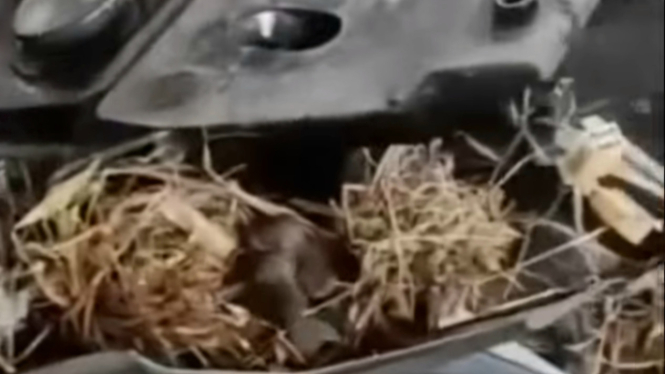Sepeda motor jadi sarang tikus