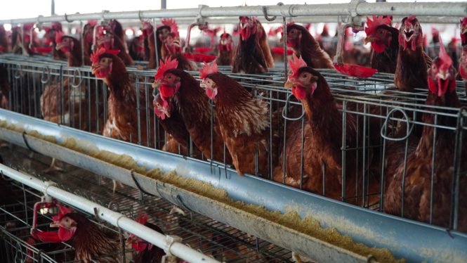 Ilustrasi ayam hidup atau ivebird di peternak (dok: Badan Pangan Nasional)
