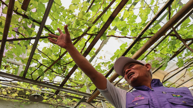 Penerapan urban farming dengan menanam pohon anggur.