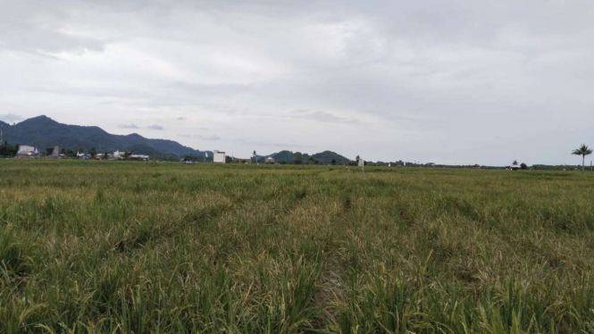 persawahan di Kecamatan Larompong