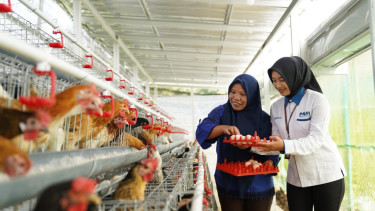 PNM membagikan 240 ayam petelur kepada 40 warga penerima manfaat