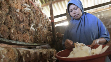 Budidaya Jamur Tiram.