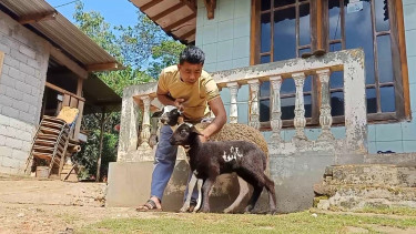 Pola Bulu Anak Kambing Ini Bentuk Lafaz Allah di Temanggung, Jateng