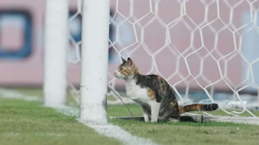 Kucing menyusup dalam duel Timnas Myanmar vs Thailand