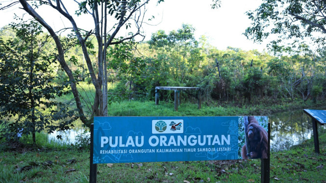 Pertamina mengembangkan Pusat Rehabilitasi orang utan Samboja Lestari