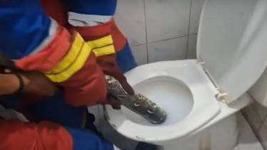 Ular Sanca dievakuasi dari kloset rumah warga