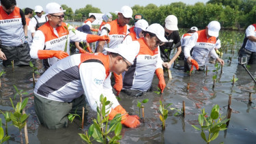 Pertamina dan Siswa SD tanam puluhan ribu mangrove