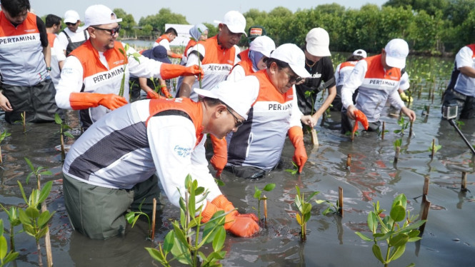 Pertamina dan Siswa SD tanam puluhan ribu mangrove