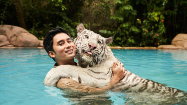 Alshad Ahmad mengurus harimau