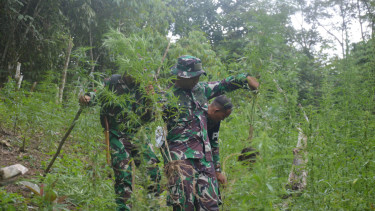 Ladang ganja di kawasan perbukitan Tor Sihite, Desa Rao-Rao Dolok