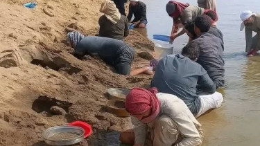 Warga beramai-ramai menggali emas di pinggiran Sungai Efrat yang mulai mengering
