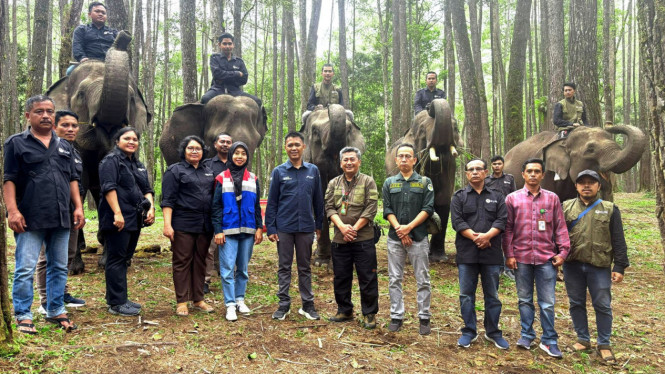 Konservasi gajah Sumatera.