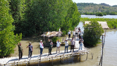 Budidaya mangrove