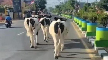Tiga Ekor Sapi Masuk Jalan Raya di Pamekasan