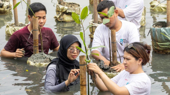 Ilustrasi tanam mangrove.