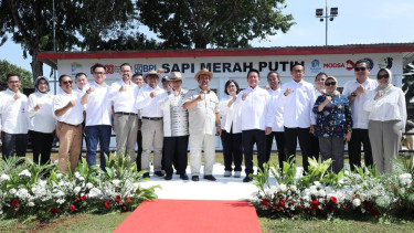 BRI Dukung Program Sapi Merah Putih