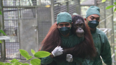 BNI perkuat komitmen ESG lewat Konservasi Orangutan