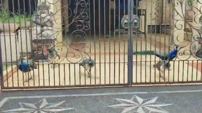 Burung merak di halaman rumah warga di Duren Sawit, Jakarta Timur