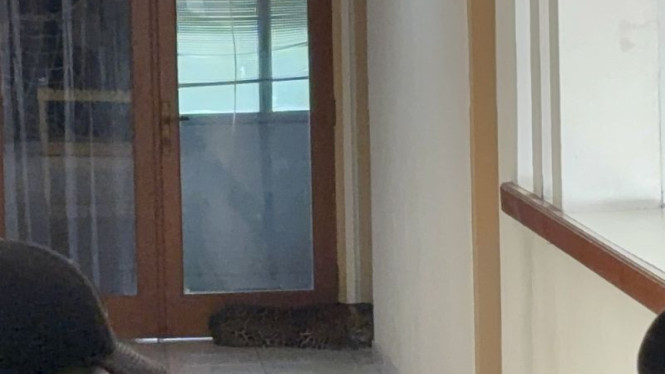 Evakuasi terhadap seekor macan tutul yang ditemukan di sebuah hotel